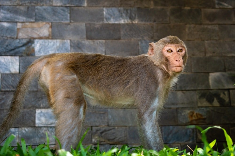 variole du singe, maladie, virus, symptômes, transmission, infection, prévention, épidémie, traitement, zoonose, Afrique, santé publique, vaccination, recherche, éclosion, contagion, mesures de sécurité, sensibilisation, population à risque, conseils sanitaires, informations médicales, historique, diagnostics, laboratoire, impact sur la santé.